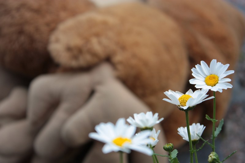 daisy flower white yellow nature summer clean 4k