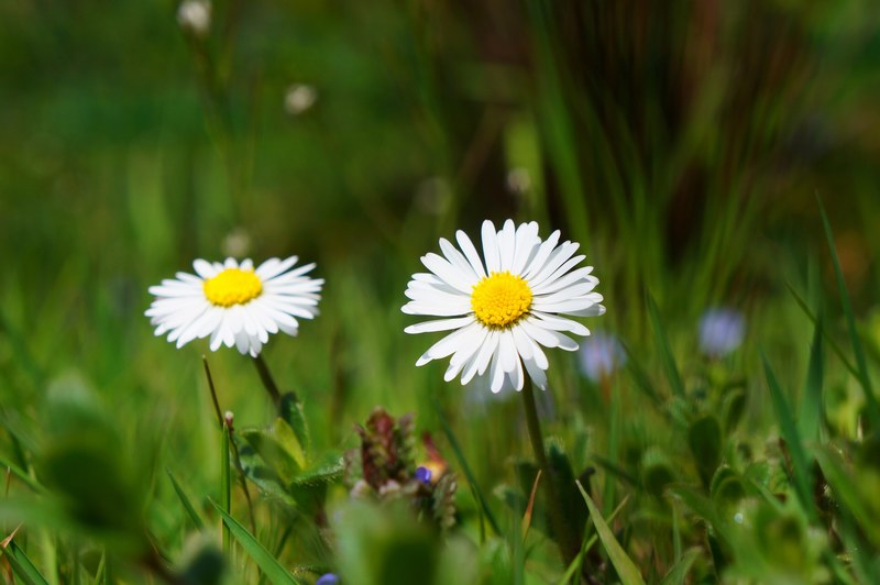 daisy flower blossom bloom white meadow grass 4k