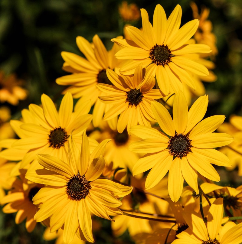 daisy flower blossom bloom floral bright flora 4k