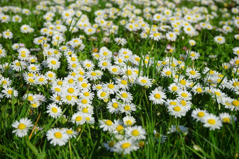 daisy flower blossom bloom white bellis philosophy 4k