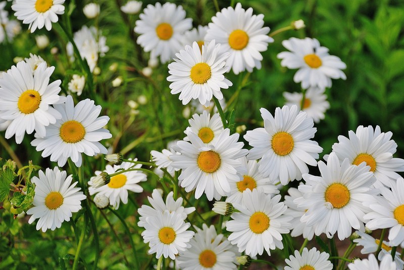 daisy flower spring marguerite plant bloom 4k