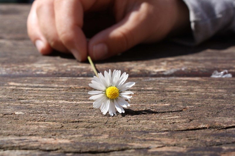 daisy flower hand connectedness wood table luck 4k