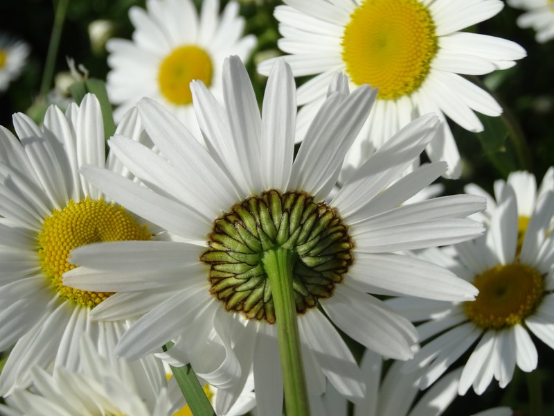daisy flowers meadow summer meadow yellow white 4k
