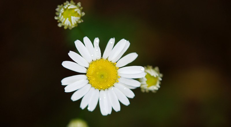 daisy daisies flower flowers wild flower yellow 4k