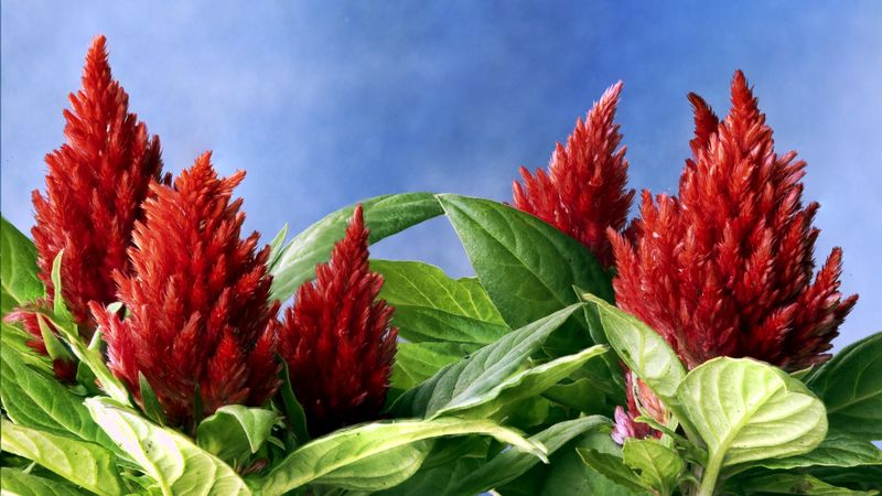 amaranth, red, green, sky, close-up, 4k