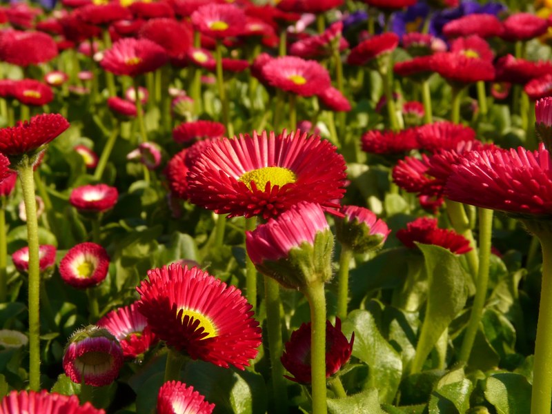 daisy red flower blossom bloom plant color 4k