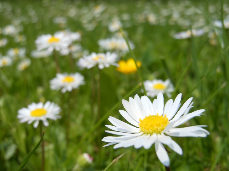 daisies daisy flower macro white spring green 4k