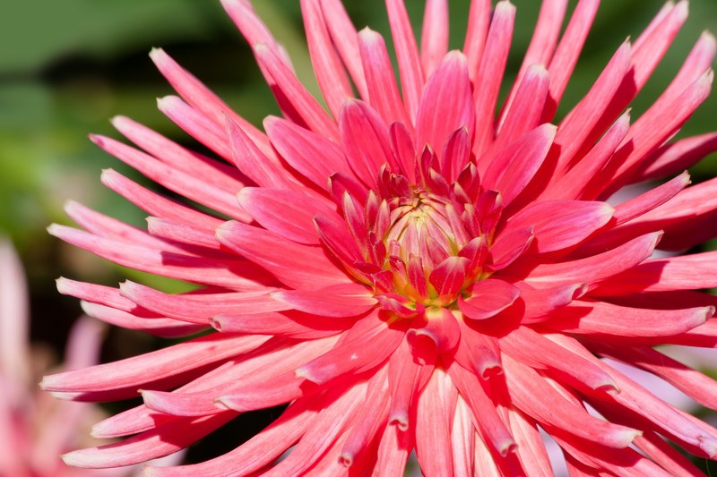 dahlias dahlia geothermal plant composites pink 4k
