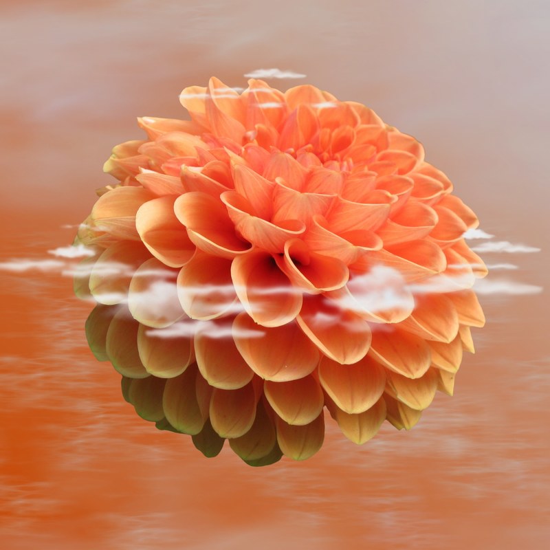 dahlia dahlia flower blossom bloom nature plant 4k