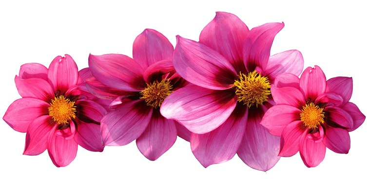 dahlias flowers dahlia garden late summer dahlia 4k