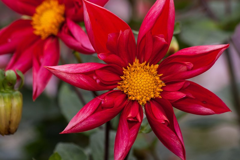 dahlias dahlia geothermal plant composites red 4k