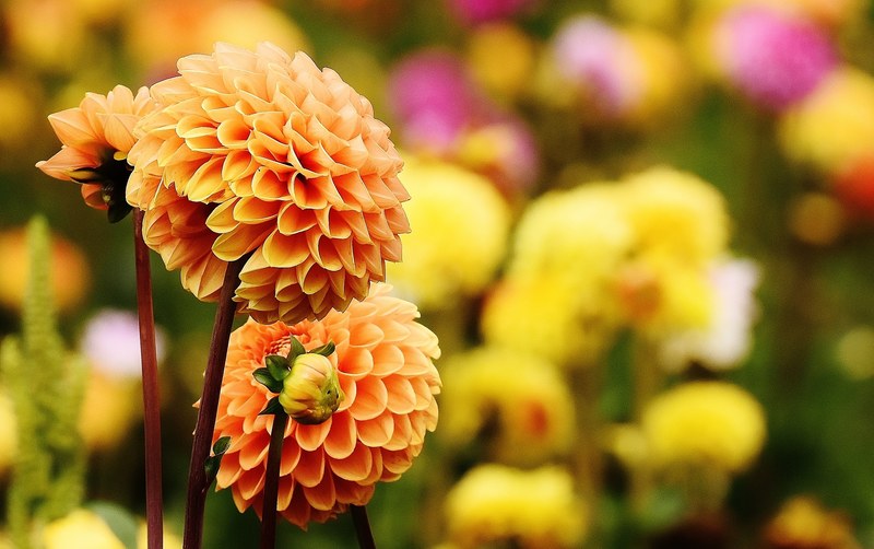 dahlia dahlias autumn asteraceae flower garden 4k