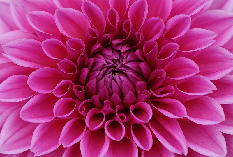 dahlia dahlias autumn asteraceae flower garden 4k