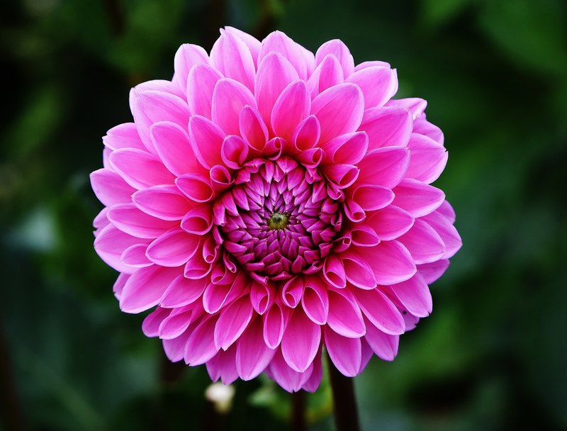 dahlia dahlias autumn asteraceae flower garden 4k