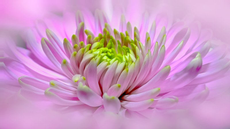 dahlia pink close pano blossom bloom flower 4k