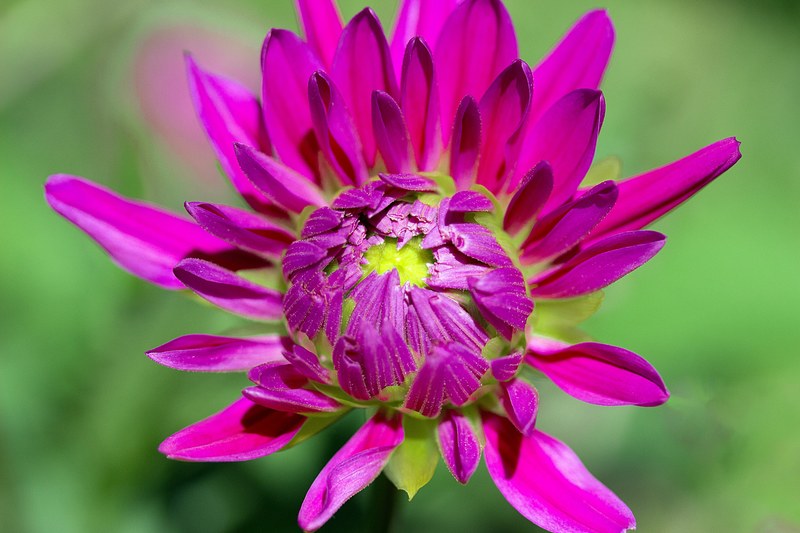 dahlia flower composites dahlia garden blossom 4k
