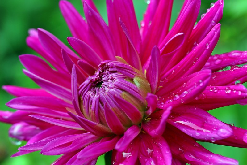 dahlia flower composites dahlia garden blossom 4k