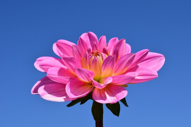 dahlia blossom bloom flower pink late summer 4k
