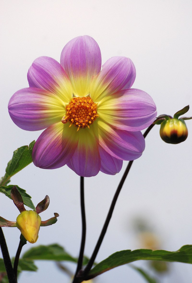 dahlia flower garden colorful large flowers purple 4k