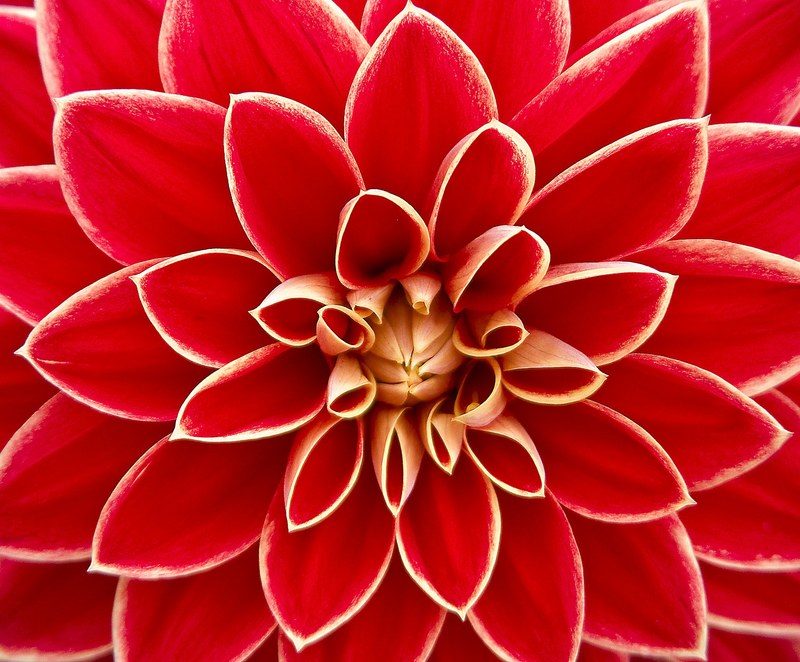 dahlia dahlias autumn asteraceae flower garden 4k