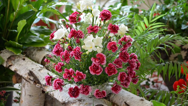 carnation, flowers, bouquets, composition, birch, herbs, beauty, 4k
