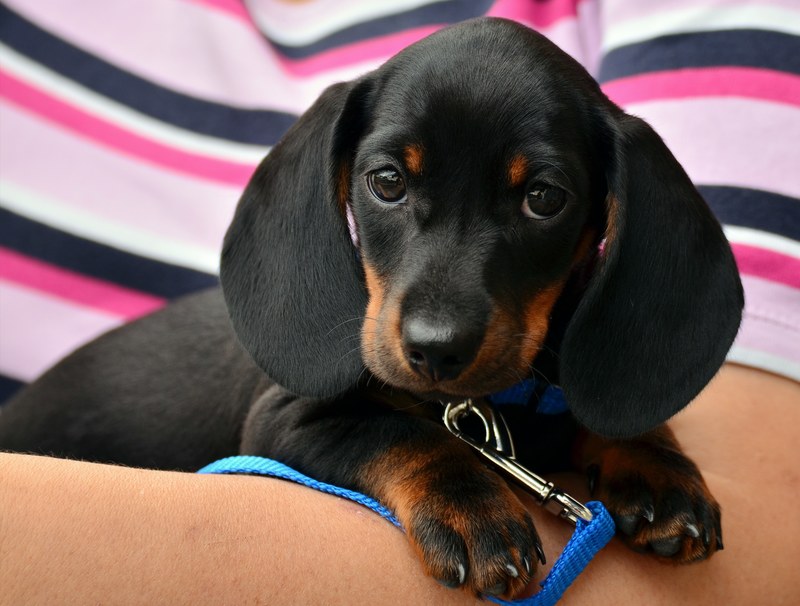 dachshund puppy young animal animal portrait dog 4k