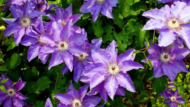 clematis, flower, sunny, green, 4k