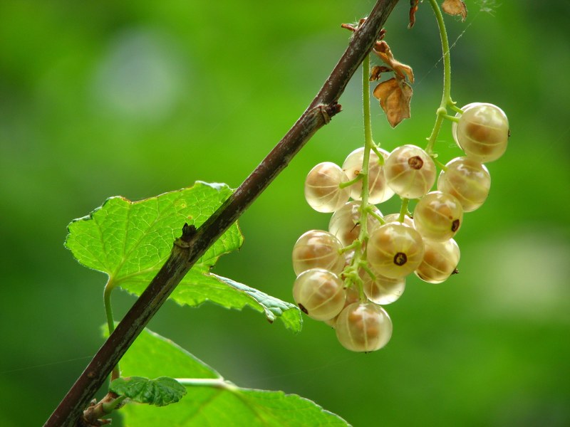 currant immature mature bush berry 4k