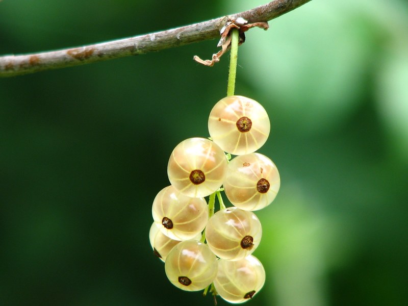 currant immature bush berry gooseberry greenhouse 4k