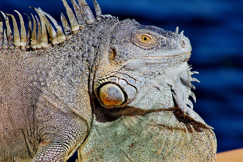 curious iguana dock cool green scaly water 4k