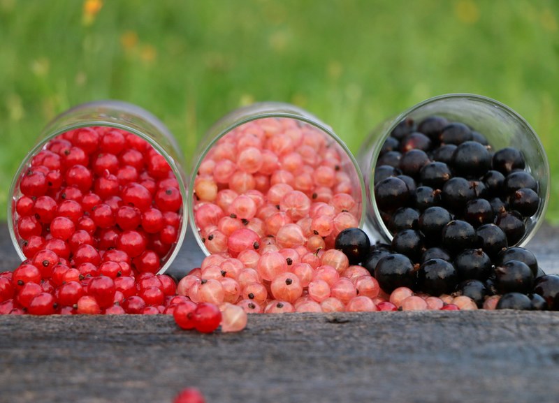 currant grade glass red black three bright berry 4k