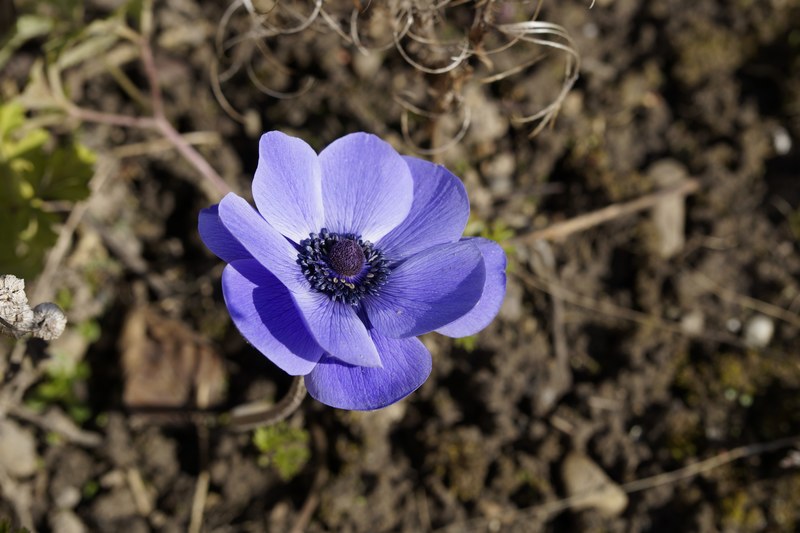 crown anemone anemone bloom blossom bloom 4k