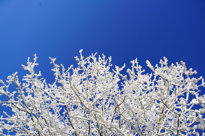 crown aesthetic branches hoarfrost winter 4k