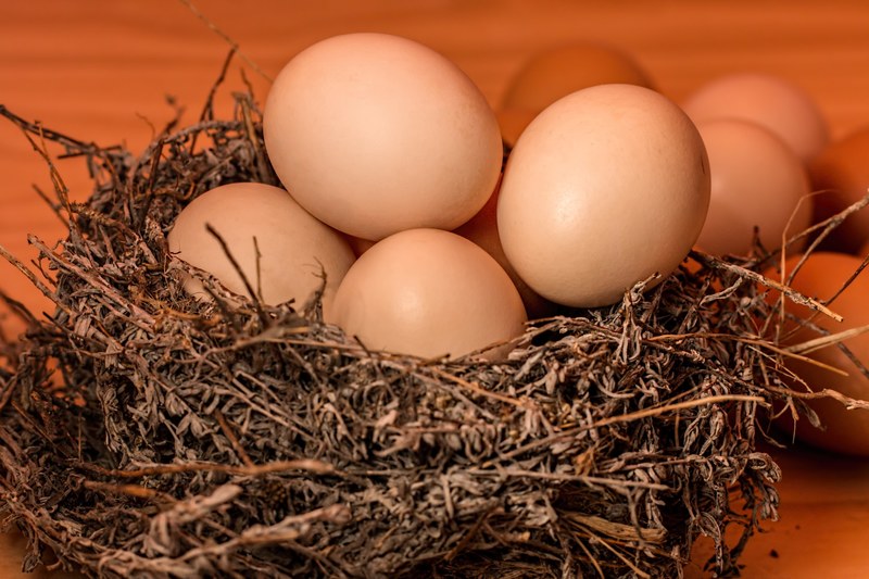 crowded nest egg full overflowing overcrowded 4k