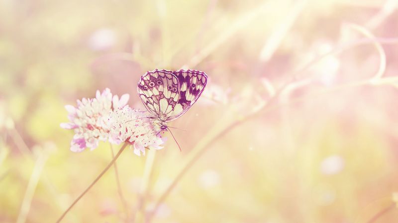 butterfly, summer, insect, field, plant, light, sun, color, flower, 4k