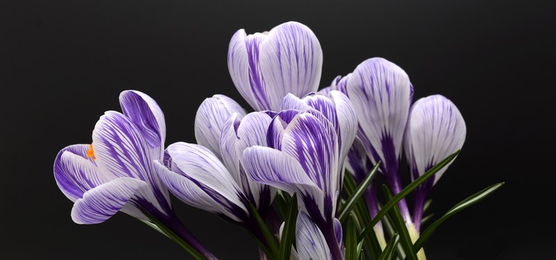 crocus flower spring nature spring flower blossom 4k