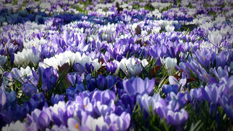 crocus garden flowers early left awake spring 4k