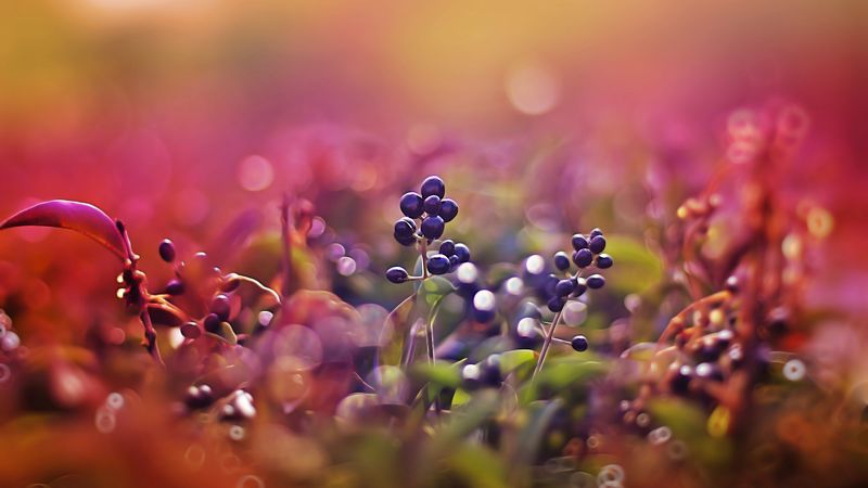 flare, sunset, macro, pink, berries, 4k