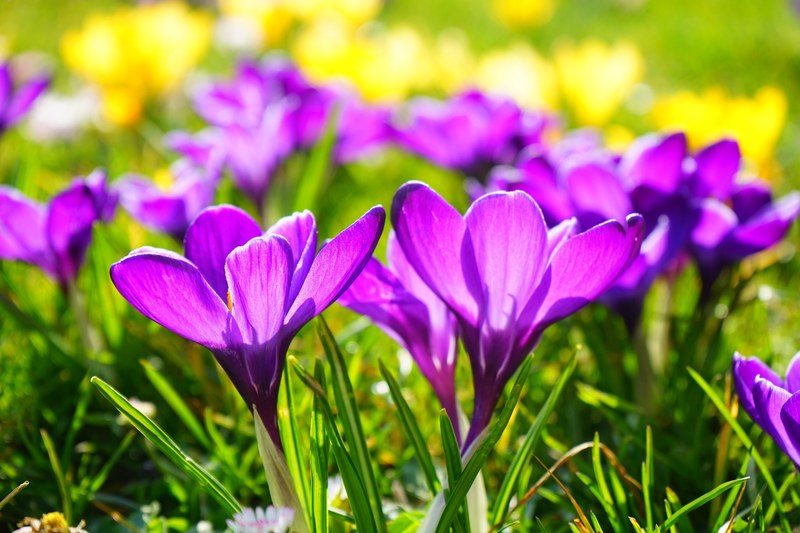 crocus flower spring bühen purple blossom bloom 4k