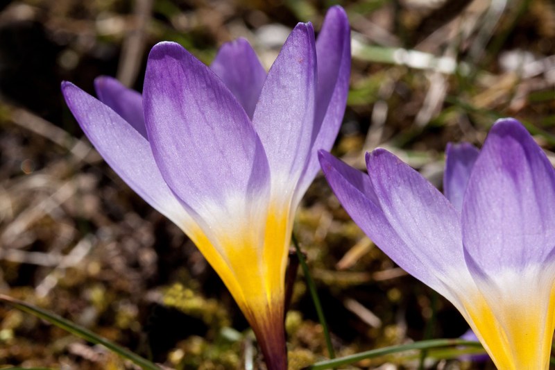 crocus wildform schwertliliengewaechs spring crocus 4k