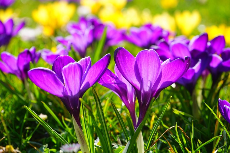 crocus flower spring bühen purple blossom bloom 4k