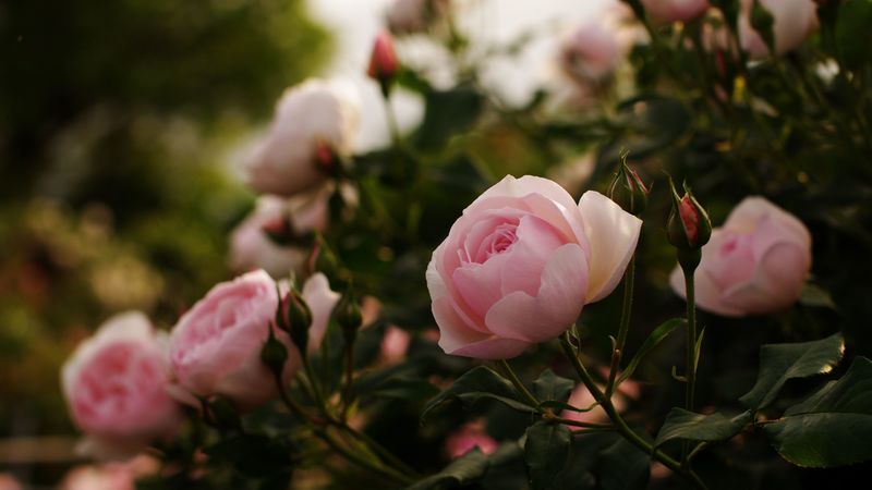 roses, flowers, bushes, garden, herbs, buds, leaves, 4k