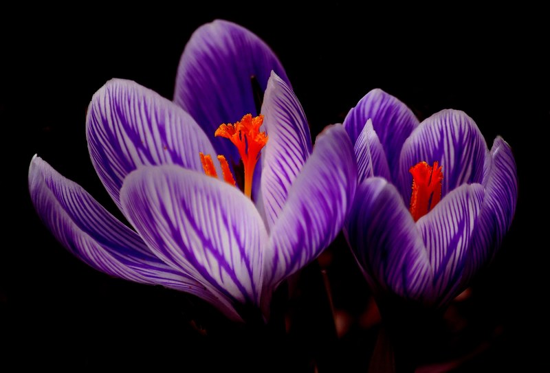 crocus bloom spring close purple flower blossom 4k