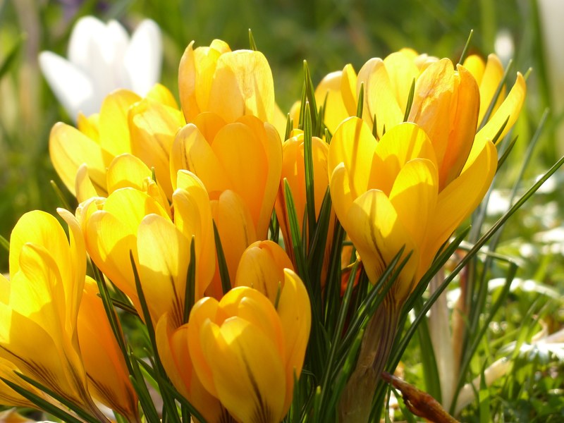 crocus yellow white bloom blossom bloom plant 4k
