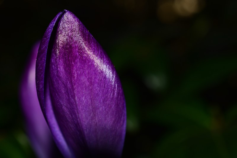crocus flower spring purple blossom bloom close 4k