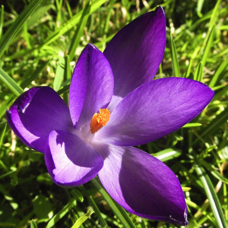 crocus flowers violet purple blue petals blooming 4k