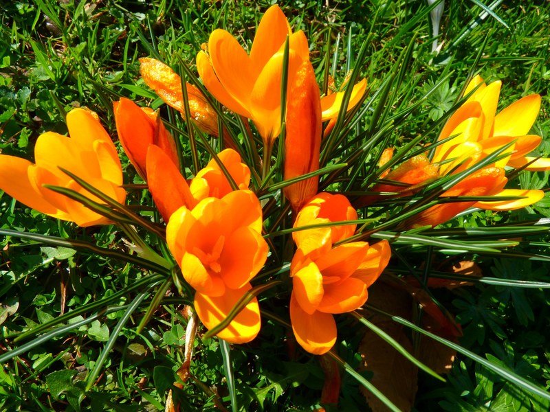 crocus flower spring bühen yellow 4k