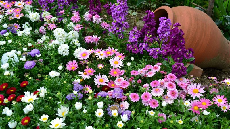 flowers, flowerbed, different, much, greens, vase, garden, 4k