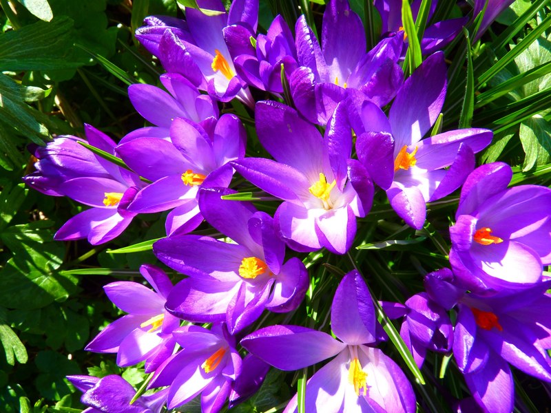 crocus flower spring purple blossom bloom 4k
