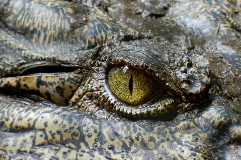 crocodile eye animal nature reptile australia 4k